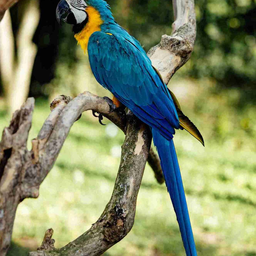 paraba bolivia.jpg